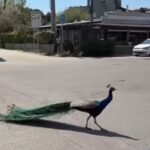 παγώνια Ιταλία